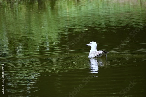 Fototapeta Naklejka Na Ścianę i Meble -  white swan on the lake