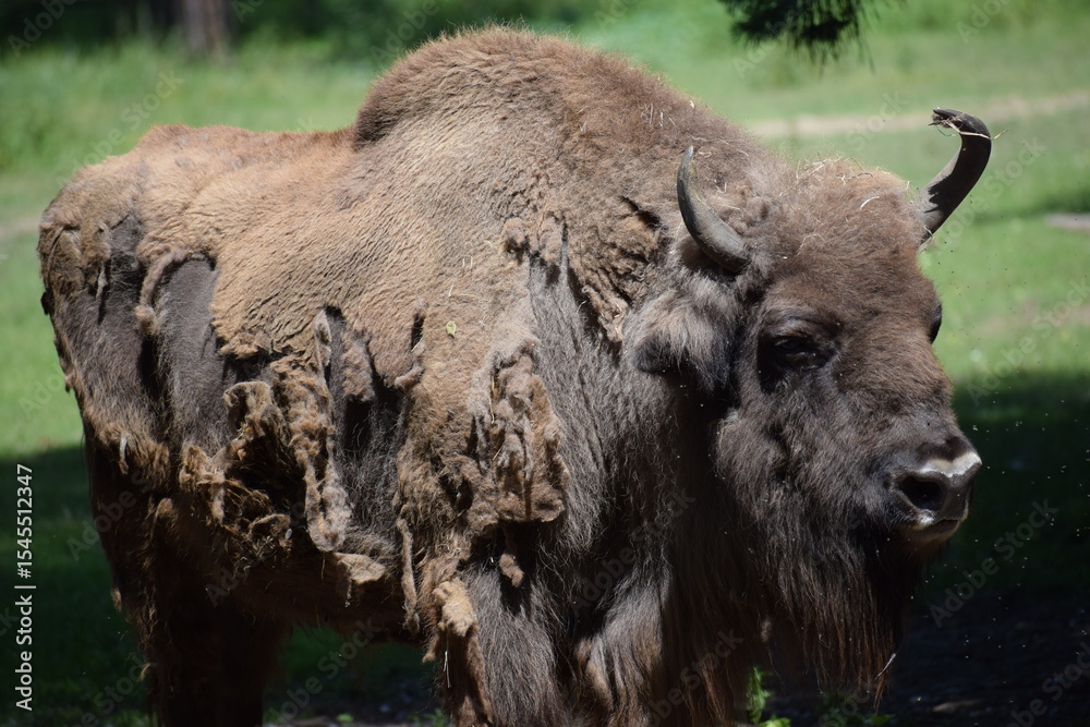 Fototapeta premium a closeup shot of a bison in the park