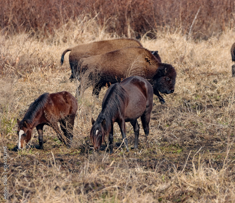 Fototapeta premium Wild Horses and Bison together 