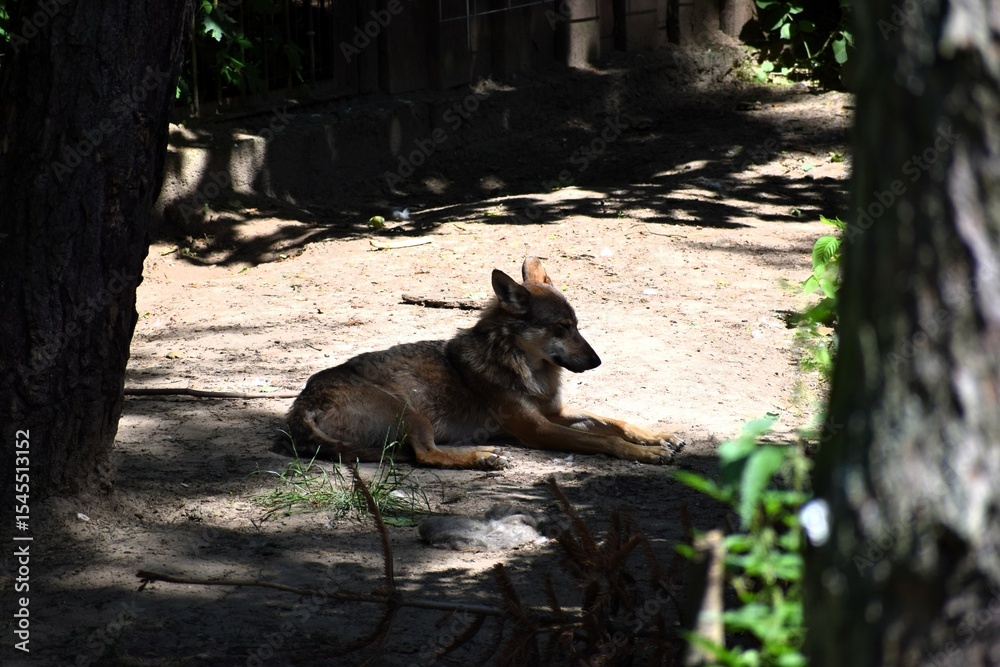 Naklejka premium wolf in the zoo .....
