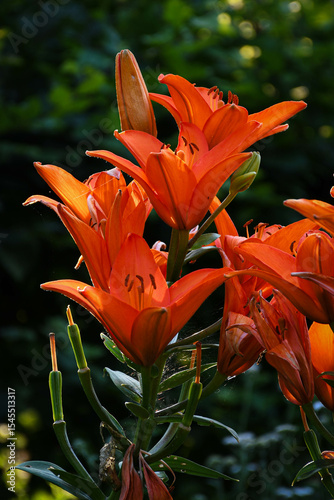orange tiger lily flower