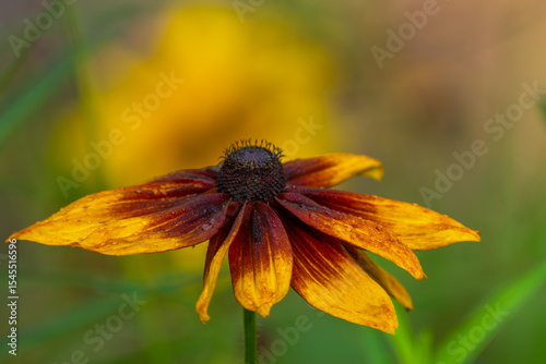 A single black-eyed Susan blooming in a meadow