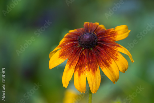 A single black-eyed Susan blooming in a meadow