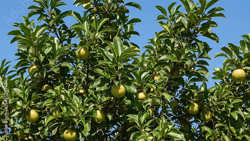 Green apple tree bearing many ripe fruits, ideal for a healthy lifestyle, orchard, agriculture, nature, autumn, farm, harvest concepts.