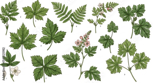 Detailed botanical illustration showcasing diverse leaves and blossoms delicate watercolor style. AI Generated