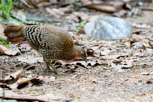 A closeup shot of a  female Sri Lankan junglefowl