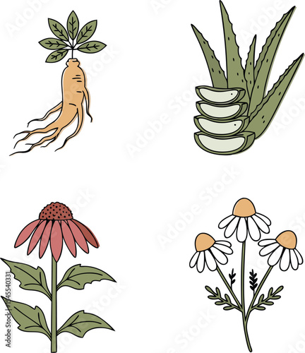 Herbal Medicine and Healing Plants Illustration Set