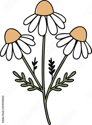 Chamomile Flowers Herbal Tea Illustration