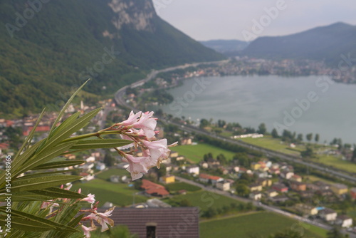 elegant pink flower after the rain with the background of view over Lugano city and lake, Lugano, Switzerland