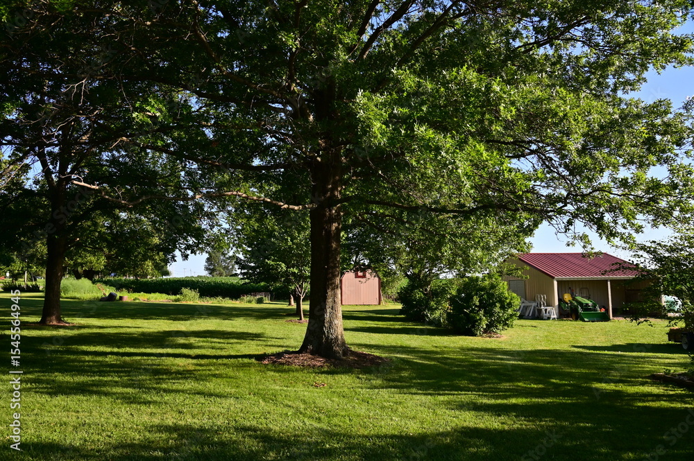 Obraz premium Trees and Grass in a Yard