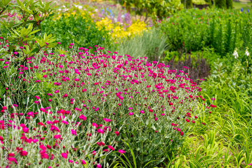 Garden landscape with Mullein pink (Silene coronaria) flowers in full bloom in spring