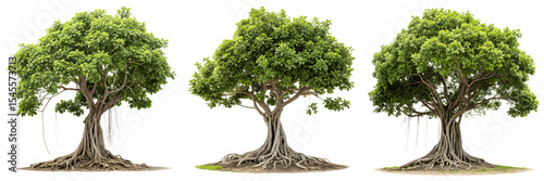 Set For Large banyan tree with roots isolated on transparent background