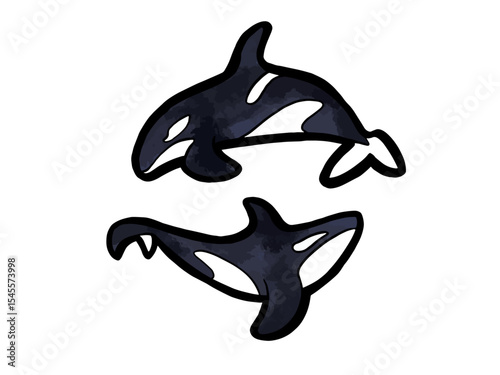 Couple of vectorial hand drawn orca whales illustration on white background. Ideal for tattoo or using as stickers.
