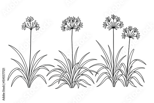 Detailed African lily illustration featuring three plants with delicate flowers and leaves. Perfect for botanical designs and nature-themed projects.