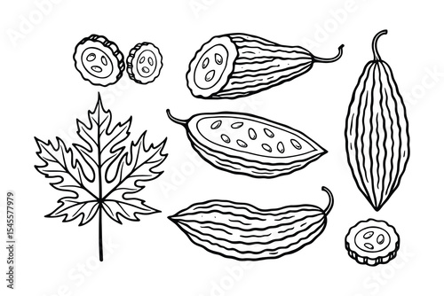 Set of bitter melon illustrations including whole, sliced, and leaf elements. Ideal for botanical studies and healthy food designs.