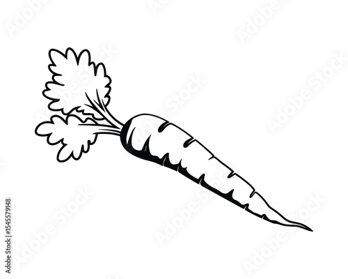 Carrot Vegetable Outline Drawing Fresh Produce Garden Harvest