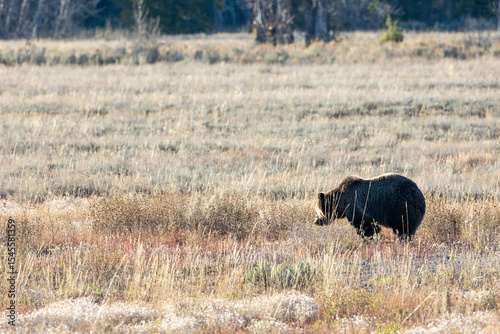 Grizzly bear grazing in a meadow in Grand Teton National Park photo