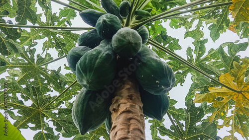 Abundant Green Papayas Growing on a Tropical Tree