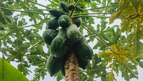 Abundant Green Papayas Growing on a Tropical Tree