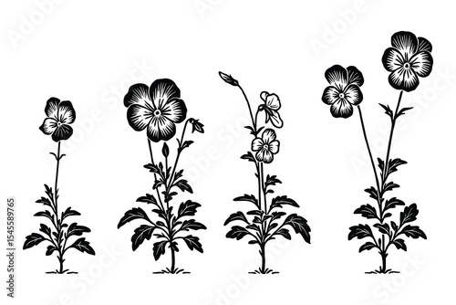 Pansy flower growth stages illustration. Floral design element. Botanical drawing. Black and white vector illustration.