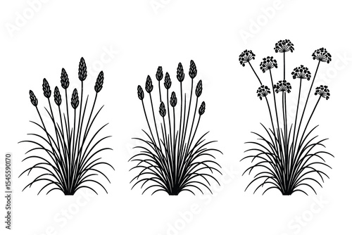 Botanical plantain herb vector illustration. Includes plantain, grass, and flower designs. Perfect for nature-themed projects and illustrations.
