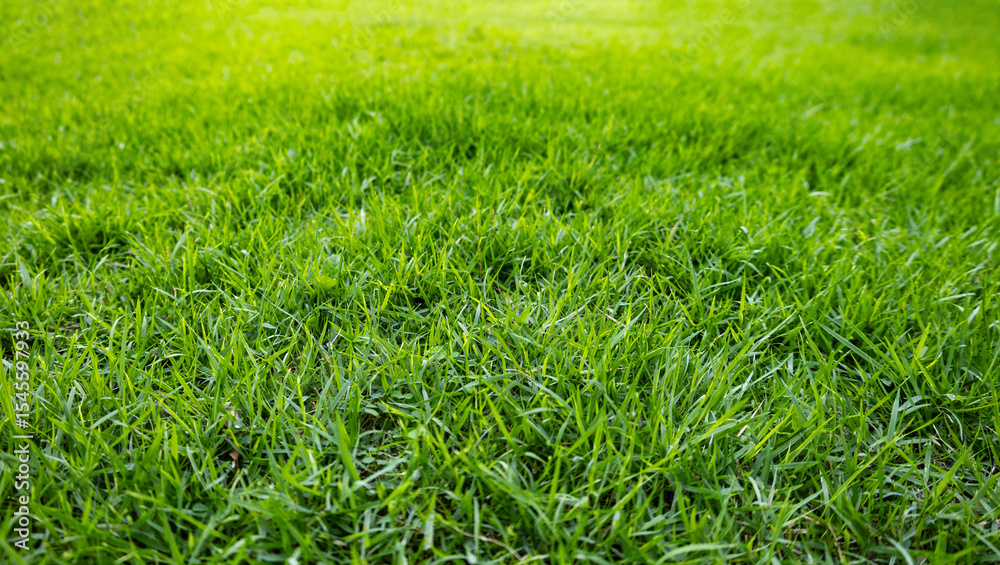 Obraz premium field of green grass with high resolution