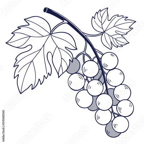 Elegant grapevine branch illustration, isolated cutout