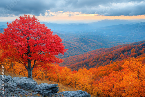 Lone tree on rocky ridge, Great Smoky Mountains NP, TN.