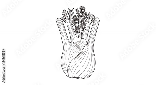 Detailed line drawing of fennel bulb