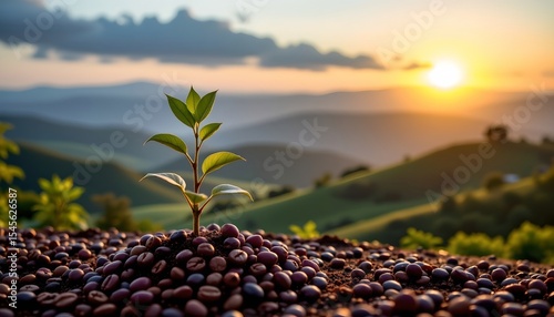 plant sapling growing from mound of coffee beans with sun rising over rolling hills in background, on right side with glimmering silver tones, ample copy space on left side.