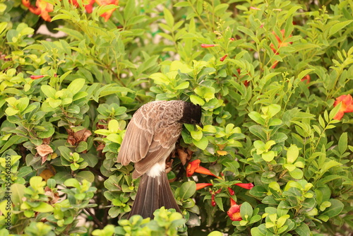 Wallpaper Mural Red vented Bulbul on tree Torontodigital.ca