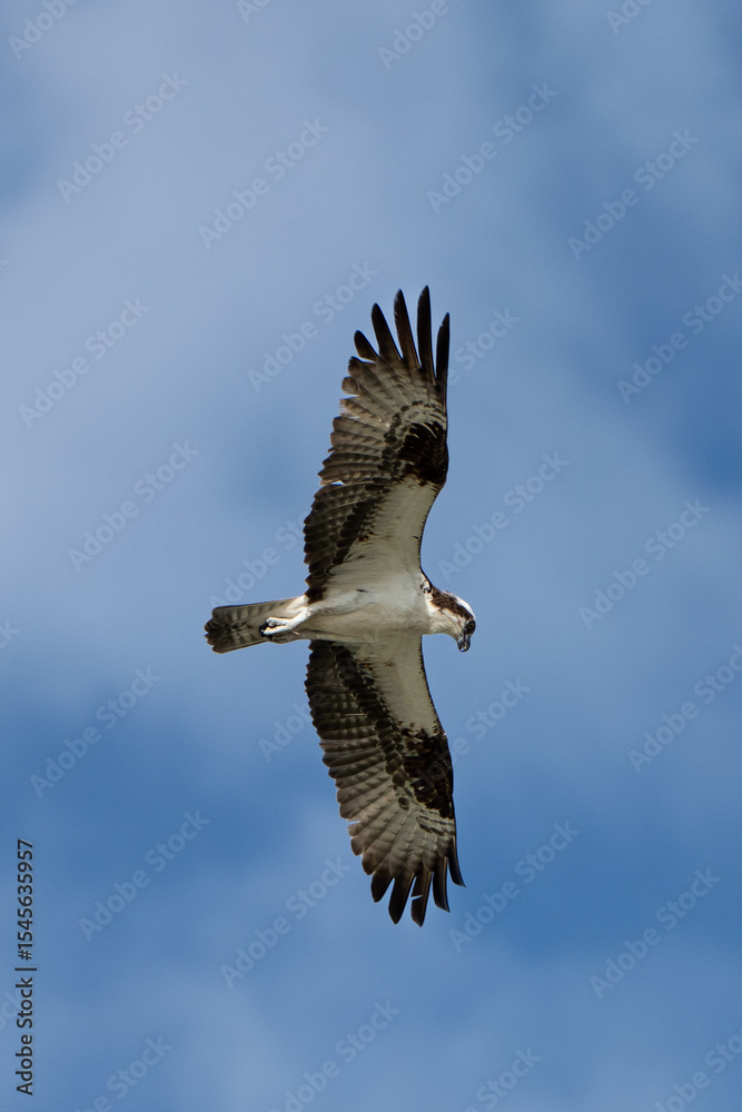 Obraz premium osprey in flight