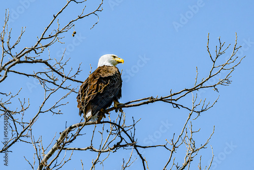 Bald eagle perched on branch