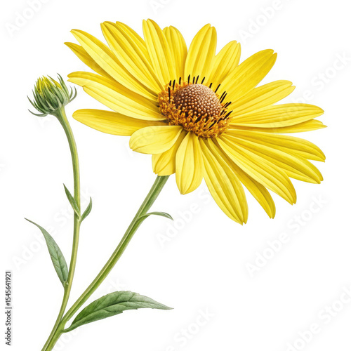 yellow chrysanthemum isolated on white background
