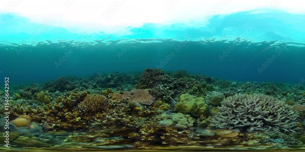 Tropical fishes and coral reef at diving. Underwater world with corals and tropical fishes. Virtual Reality 360. Tropical fishes and coral reef at diving. Underwater world with corals and tropical fishes. Virtual Reality 360.