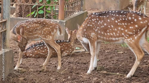Spotted Deer Grazing and Interacting at Ground Level in Natural Habitat