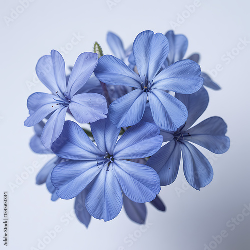 Closeup of delicate light blue plumbago flowers