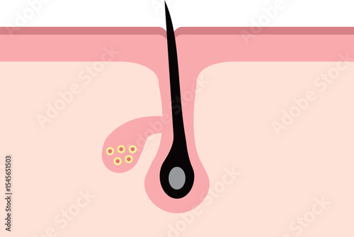 Cross Section of Healthy Skin and Hair Follicle