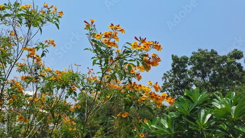 Sunlit Tropical Foliage Dancing in a Lush Green Garden
