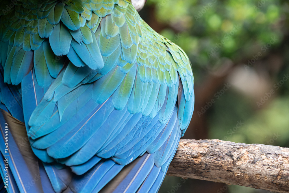 Obraz premium 美しいコンゴウインコの羽