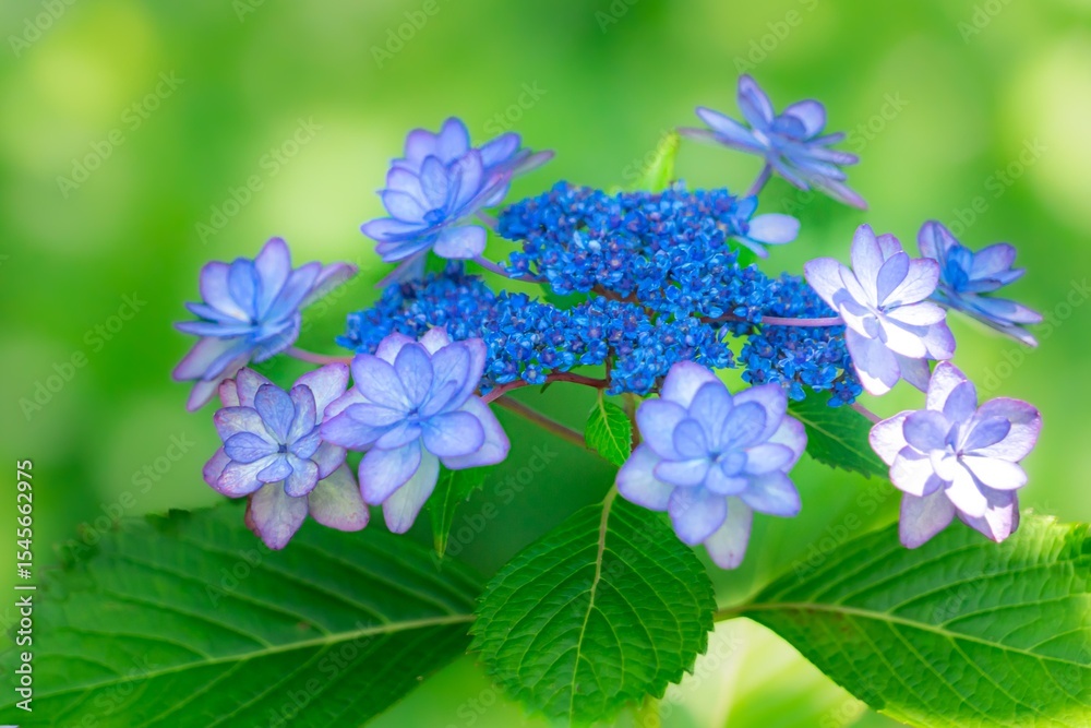 紫陽花の花 紫陽花の花