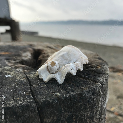 A seashell on the shore of Puget Sound in the Pacific Northwest. photo