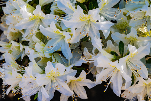 White Gerbing Azalea