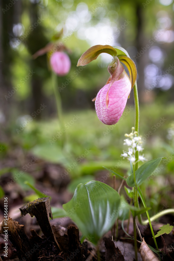 Obraz premium Lovely pink lady's slipper Cypripedium acaule spring ephemeral perennial flowering in Haliburton County Ontario Canada