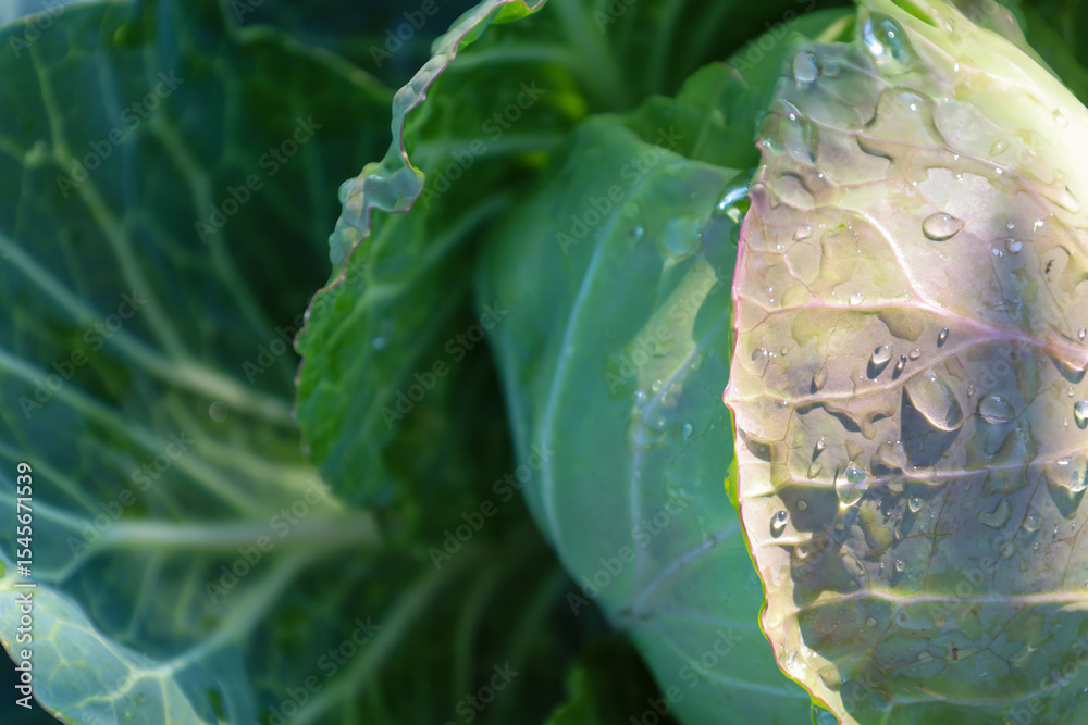 Obraz premium A head of fresh cabbage with dew drops on delicate green leaves glistens under the sun's rays. This vegetable crop symbolizes harvest, health, and natural nutrition, showcasing natural beauty and fres