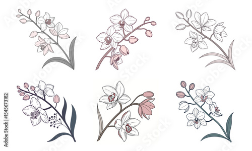 Beautiful hand-drawn orchid flower branch collection featuring six elegant floral designs.