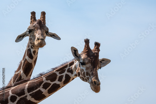 portrait of two giraffes