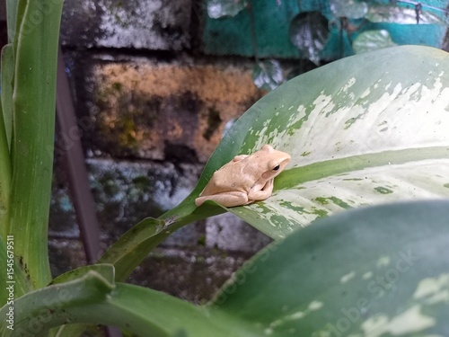 Frog resting on a green leaf