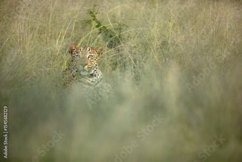 A leopard hides in the long green grass.
