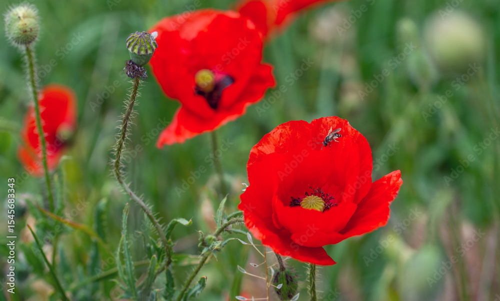 Fototapeta premium Beautiful poppies have blossomed. Their red petals sway in the light wind.